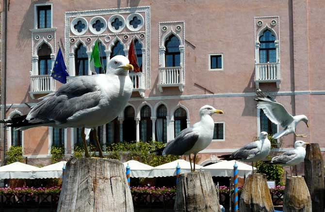 В Венецию самостоятельно - что нужно знать туристам